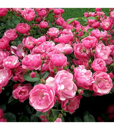 Amazon.co.jp: ［ ルクソール 6号鉢 大苗 予約 ］ 鉢植え バラ 薔薇
